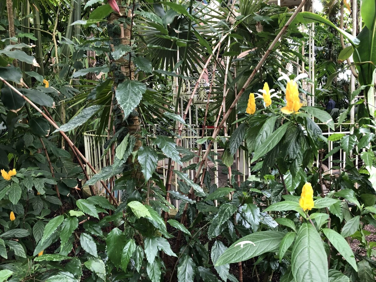 2025-London-Londen-伦敦